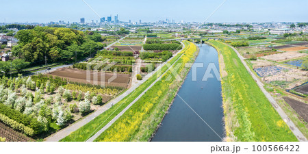 空撮「埼玉県」芝川河川敷に咲く菜の花・春 100566422