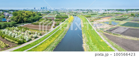 空撮「埼玉県」芝川河川敷に咲く菜の花・春 100566423