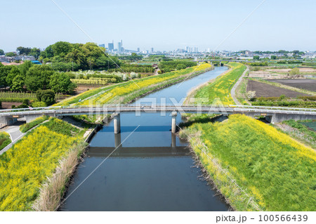 空撮「埼玉県」芝川河川敷に咲く菜の花・春 100566439