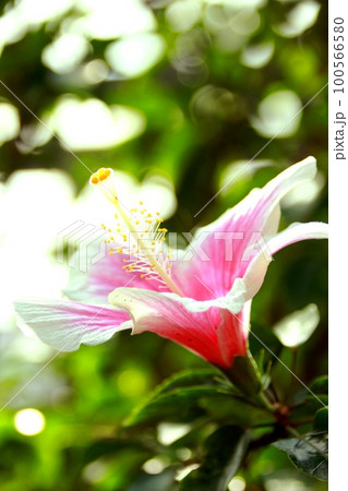 ハイビスカスのアップ写真 100566580