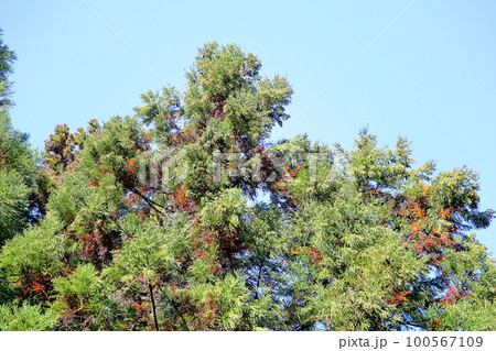 スギの実 スギの実 100567109