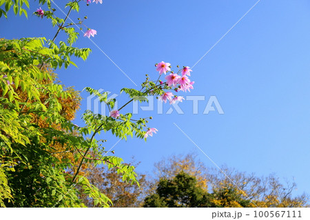 コウテイダリアの花 コウテイダリアの花 100567111