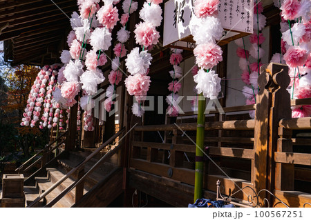 京都北山の常照寺本堂に咲く、ご会式桜 100567251