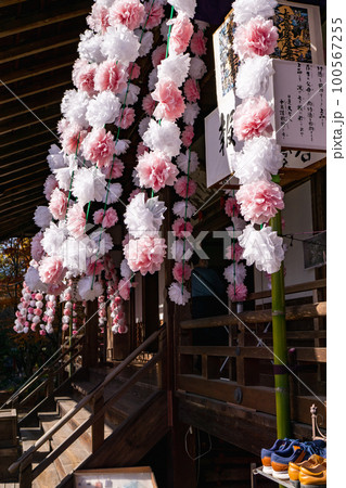 京都北山の常照寺本堂に咲く、ご会式桜 京都北山の常照寺本堂に咲く、ご会式桜 100567255