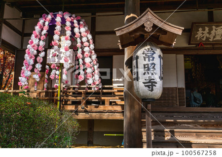 京都北山の常照寺本堂に咲く、ご会式桜 京都北山の常照寺本堂に咲く、ご会式桜 100567258