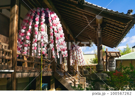 京都北山の常照寺本堂に咲く、ご会式桜 京都北山の常照寺本堂に咲く、ご会式桜 100567262