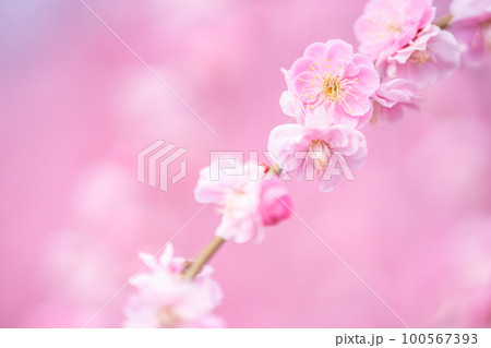 早春に咲くピンクの梅の花 早春に咲くピンクの梅の花 100567393