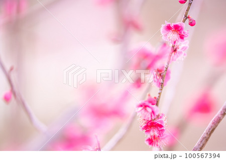 早春に咲く紅梅の花 100567394