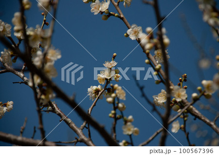 寒風の中可憐に咲く梅の花 100567396