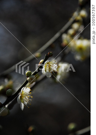 寒風の中可憐に咲く梅の花 寒風の中可憐に咲く梅の花 100567397
