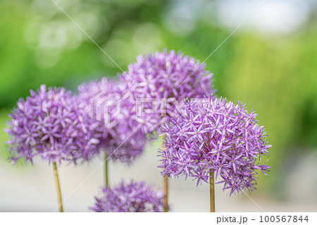 まばゆい陽射しの下に咲くアリウム、ボケ背景 100567844
