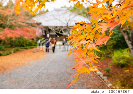 京都北山の常照寺の紅葉　本堂への参道のもみじ 100567867