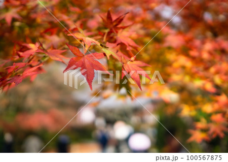 京都北山の常照寺の紅葉　本堂への参道のもみじ 100567875