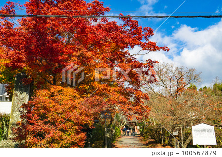 京都北山の常照寺の紅葉 参道と吉野門 京都北山の常照寺の紅葉 参道と吉野門 100567879