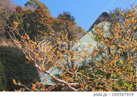 マンサク 100567959