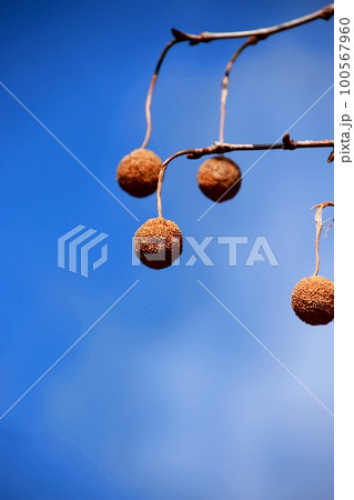 晴天の日のアメリカスズカケノキの実 晴天の日のアメリカスズカケノキの実 100567960