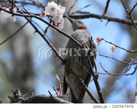 梅の木にとまる鳥 100567978