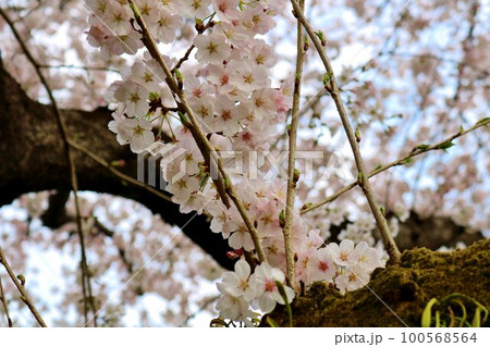穏やかな春の日　満開に咲く桜の花　栃木 100568564