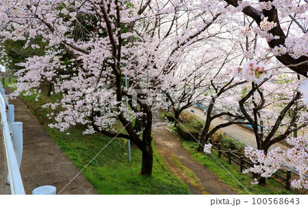 散策路沿いに咲くきれいな桜の花　穏やかな春の日 100568643