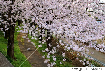 散策路沿いに咲くきれいな桜の花　穏やかな春の日 100568644