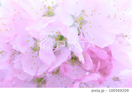 早咲き桜「ハルメキ」のクローズアップ背景 100569209
