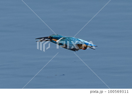 カワセミヒューン 100569311