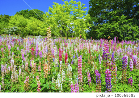 春の森とルピナス 春の森とルピナス 100569585