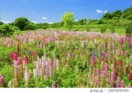 春の高原とルピナス畑 100569590