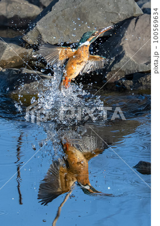 カワセミの水面飛び出しリフレクション カワセミの水面飛び出しリフレクション 100569634