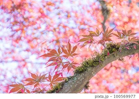 ピンク色の美しい葉をつける春のもみじの木の写真素材 [100569977] - PIXTA