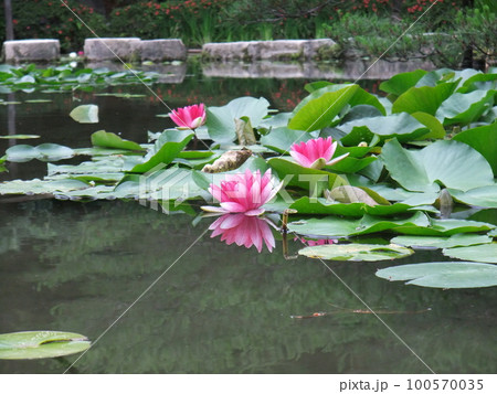 平安神宮神苑に咲いていた睡蓮 100570035