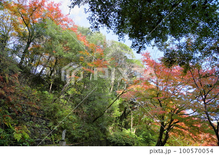 紅葉 もみじ山 紅葉 もみじ山 100570054