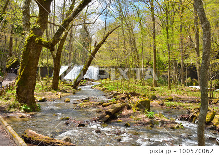 青森 青空と新緑の奥入瀬渓流 青森 青空と新緑の奥入瀬渓流 100570062