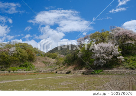里山の桜 里山の桜 100570076