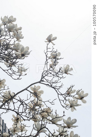早春に葉が展開する前に他の木々に先駆けて白い大きな花をつけるコブシ。春に訪れを告げる。 早春に葉が展開する前に他の木々に先駆けて白い大きな花をつけるコブシ。春に訪れを告げる。 100570090