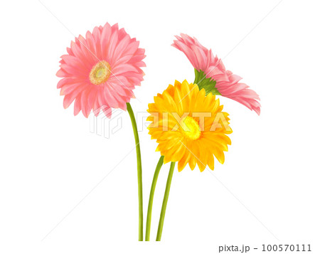 リアルで華やかなガーベラ(3本)のイラスト素材(水彩) リアルで華やかなガーベラ(3本)のイラスト素材(水彩) 100570111