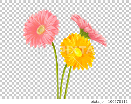 リアルで華やかなガーベラ(3本)のイラスト素材(水彩) リアルで華やかなガーベラ(3本)のイラスト素材(水彩) 100570111