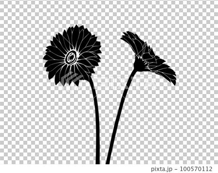 2本のリアルなガーベラのイラスト素材（シルエット） 100570112