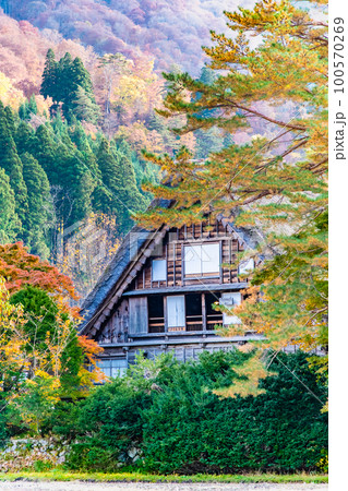 秋の白川郷 和田家 秋の白川郷 和田家 100570269
