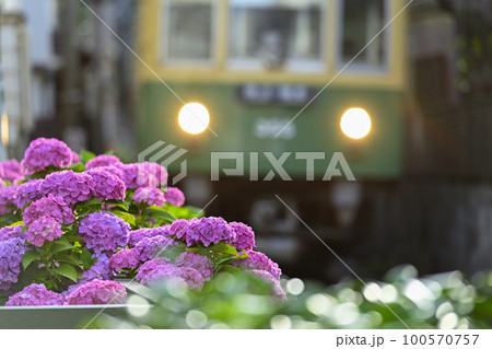 江ノ電300形と紫陽花【長谷駅付近】 江ノ電300形と紫陽花【長谷駅付近】 100570757