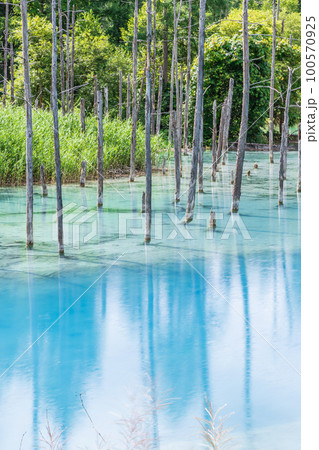 北海道美瑛町の青く輝く青い池の風景 北海道美瑛町の青く輝く青い池の風景 100570925