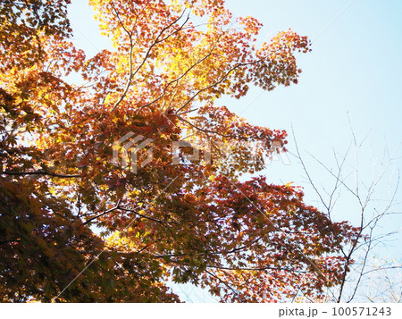 秋の青空と紅葉 秋の青空と紅葉 100571243