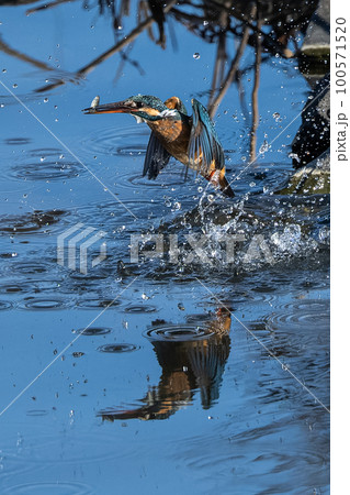 餌ゲット後のカワセミ 餌ゲット後のカワセミ 100571520