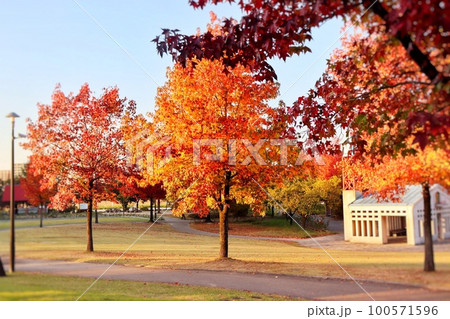 紅葉した公園 100571596