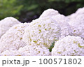 白い紫陽花 100571802