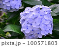 紫の紫陽花 100571803