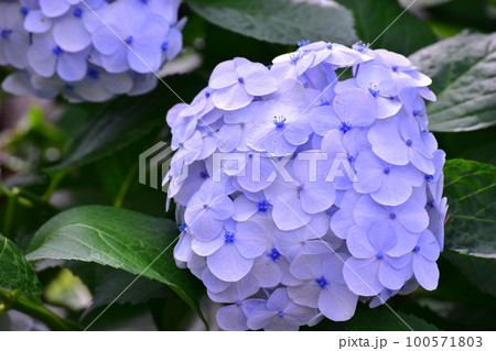 紫の紫陽花 100571803
