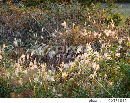 埼玉県川口市の荒川河川敷に見つけたオギの群生 100571815
