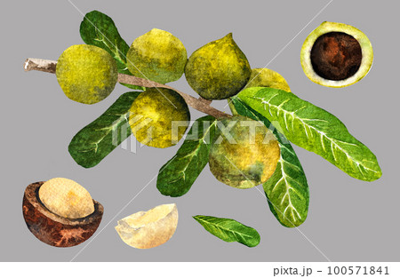 Macadamia nut watercolor. Clipart watercolor macadamia nuts.pattern Macadamia nut watercolor. Clipart watercolor macadamia nuts.pattern 100571841
