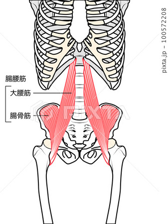 腸腰筋　表記あり 100572208